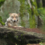 Des loups moins protégés : ce que ça changerait pour eux, et pour nous... 