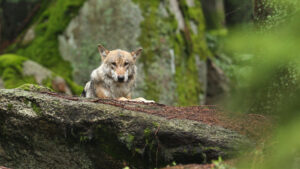 Des loups moins protégés : ce que ça changerait pour eux, et pour nous... 