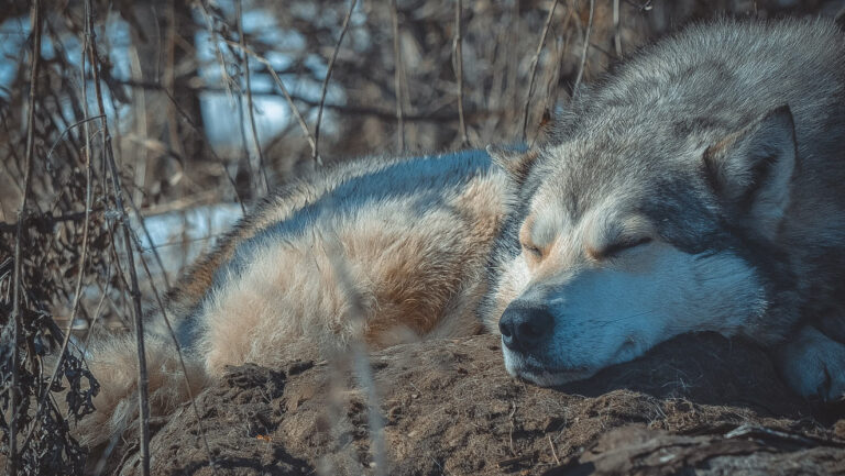 Loup empoisonné à Crupies (26) : prison ferme requise pour un éleveur chasseur