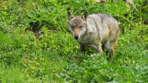 "Non-protégeabilité" et tirs territorialisés de loups : une régulation déguisée !