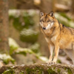 Non à la chasse au loup en Europe !