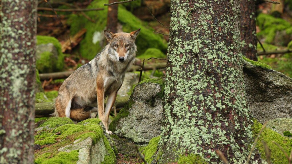 Tirs de loups dans les réserves naturelles nationales : une ligne rouge qui porte atteinte à leur principe fondateur