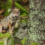 Protection du loup affaiblie : une terrible régression écologique