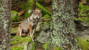 Protection du loup affaiblie : une terrible régression écologique