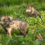 Suisse : les abattages de loups épinglés par la Convention de Berne !