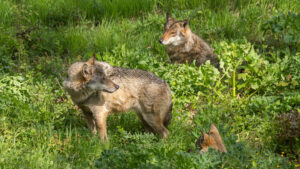 Suisse : les abattages de loups épinglés par la Convention de Berne !