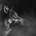 Alerte rouge pour les loups : la Convention de Berne face à une décision historique