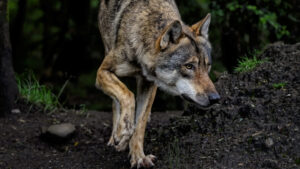 Tribune : sacrifier le loup s’inscrit dans une réaction antiécologique profonde