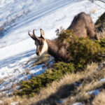 Vers la fin de la chasse aux chamois dans les Vosges ?