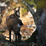 Sauvons les chamois du Doubs !