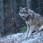 Consultation publique : dites NON aux nouvelles mesures anti-loups !  