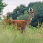 Dites NON à la chasse aux cerfs dès le 1er juin !