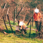 Calvados : renards massacrés = faisans remboursés !