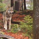 Des députés RN veulent éradiquer 50% des loups en France ! 