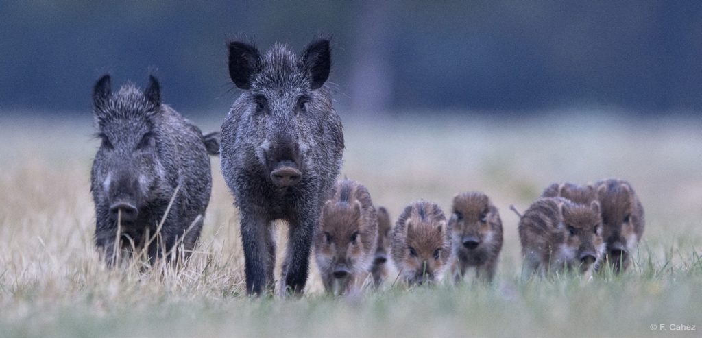 Lieutenants de louveterie : passion "destruction"