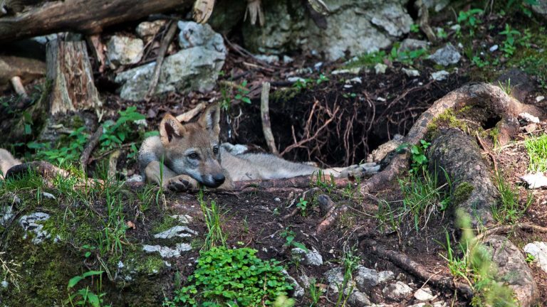 Loups de Millevaches : l’ASPAS conteste les tirs en justice