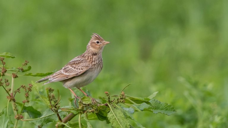Dites NON au piégeage de 100 000 alouettes, oiseau en déclin ! 