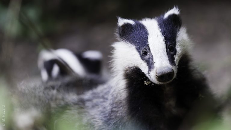 blaireaux : l’aspas dénonce des battues abusives à rots (14) ! 3 Blaireaux : l’ASPAS dénonce des battues abusives à Rots (14) !