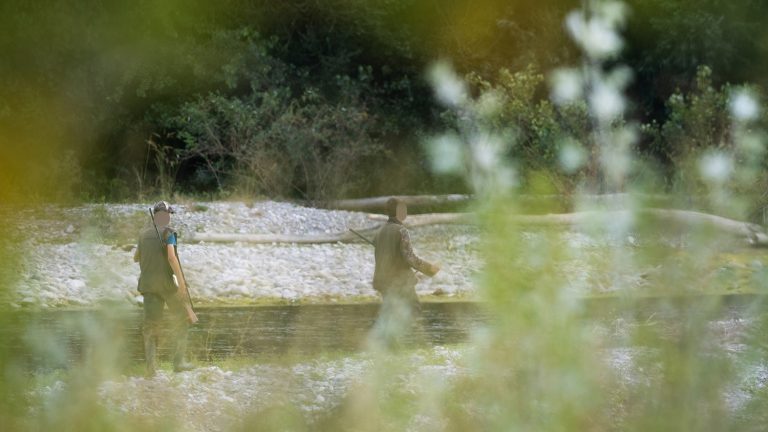 ALERTE : la chasse aux oiseaux revient ce 21 août dans la Réserve naturelle des Ramières (26) !
