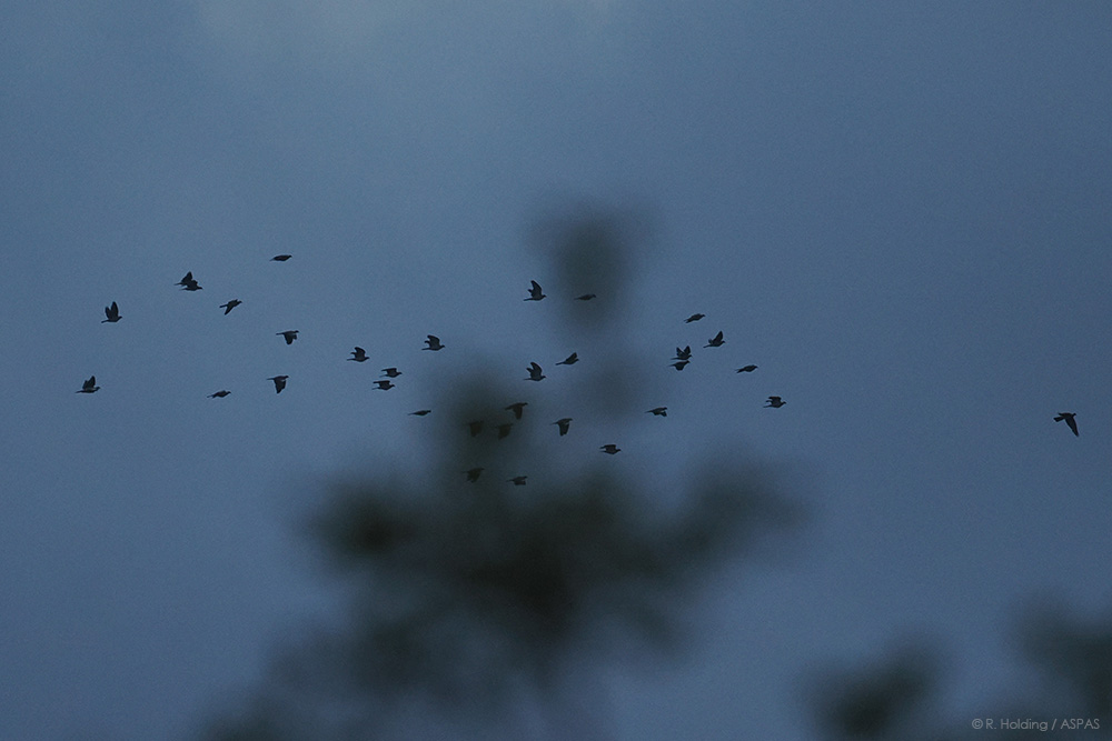 L’ASPAS a fait l’ouverture de la chasse dans la Réserve naturelle des Ramières 