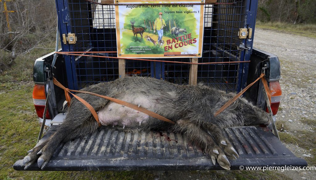 Chasse, prélèvement, destruction... Quelles différences ?