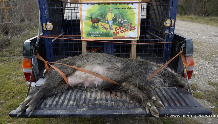 chasse, prélèvement, destruction... quelles différences ? 6 Chasse, prélèvement, destruction... Quelles différences ?