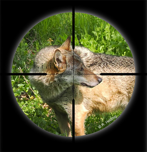 Lieutenants de louveterie : passion "destruction"