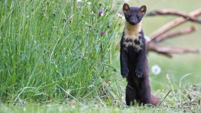 Le magazine "Goupil" n°162 de l'ASPAS est arrivé !