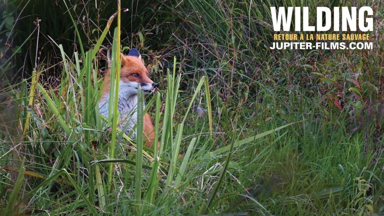 Wilding, Retour à la Nature Sauvage