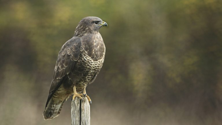 Un chasseur de trophées condamné pour détention illégale d’espèces sauvages protégées