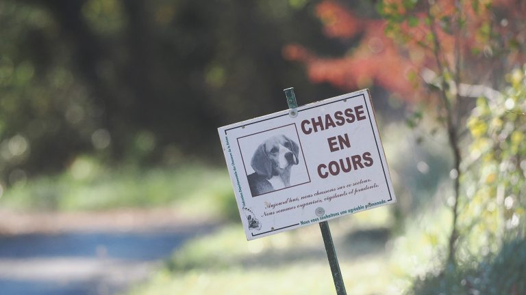 Saison de chasse 2024-2025 : accidents et incidents en forte hausse !  