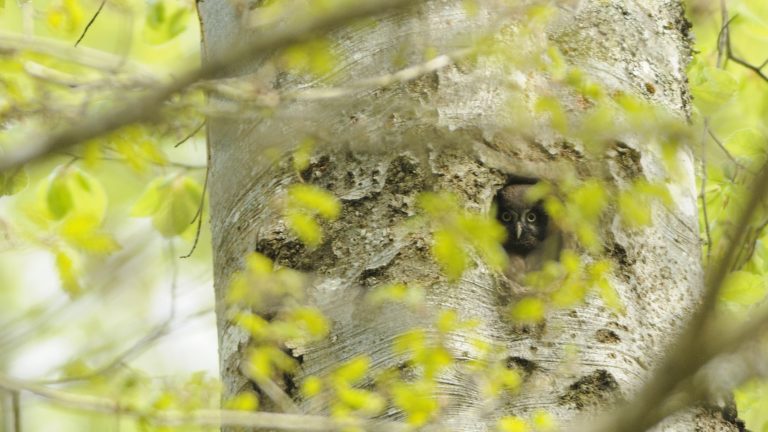 "Le Guide de la forêt", bible incontournable recommandée par l'ASPAS