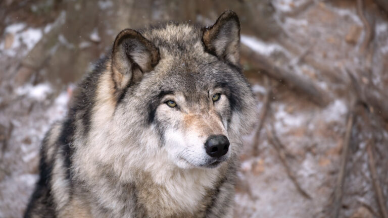 Déclassement du loup en France : AVIS DÉFAVORABLE !