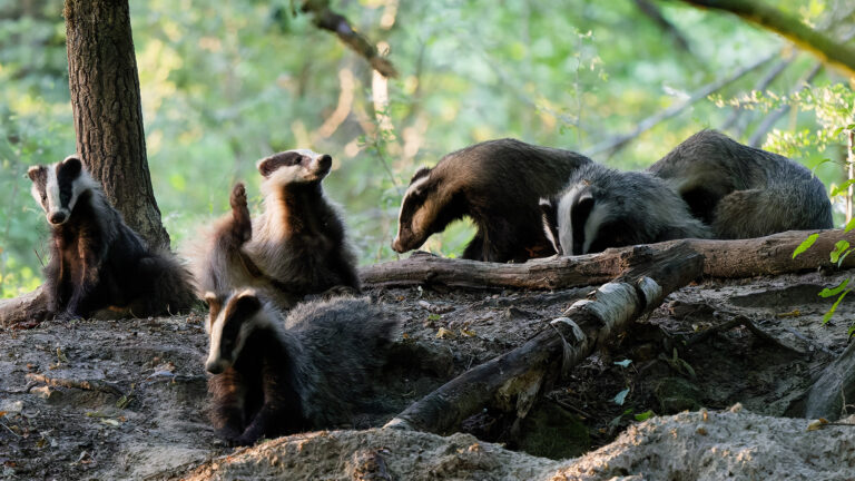 Mille blaireaux ont été sauvés du déterrage en 2025 par l’ASPAS, AVES et One Voice