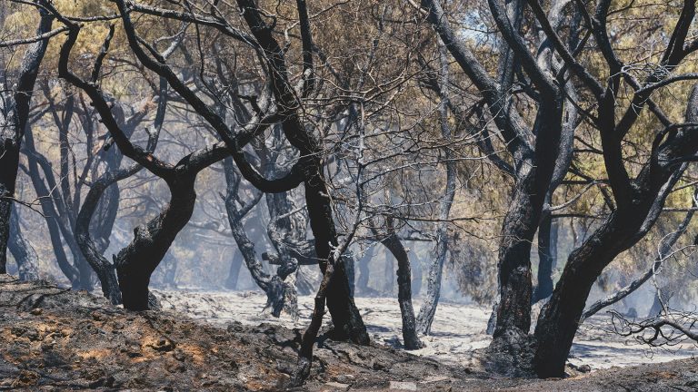 Animaux victimes des incendies : l’ASPAS demande au préfet de l’Aude de suspendre la chasse ! 