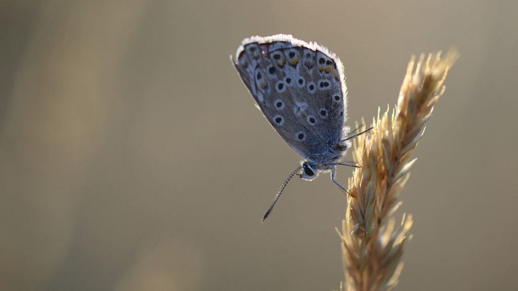 Justice Pour Le Vivant : l’État condamné en appel à réformer ses protocoles d’évaluation et d’autorisation des pesticides !