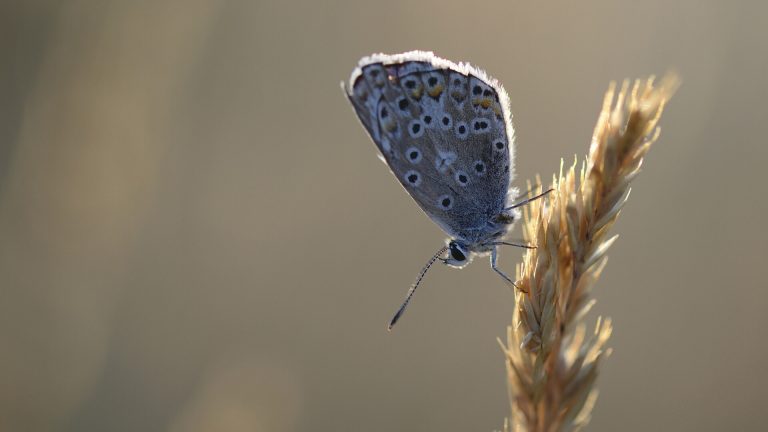 Justice Pour Le Vivant : l’État condamné en appel à réformer ses protocoles d’évaluation et d’autorisation des pesticides !