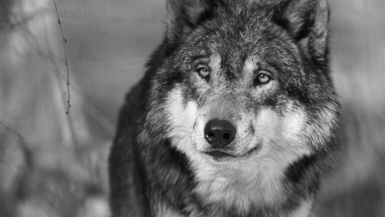 En 1999, quand l'ASPAS appelait à une protection intégrale des loups...