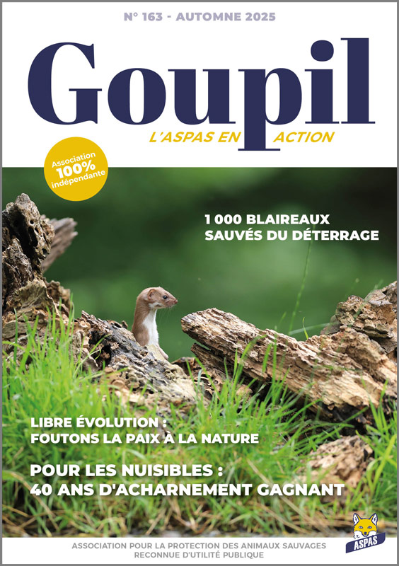 le magazine "goupil" n°163 de l'aspas est arrivé ! 1 Le magazine "Goupil" n°163 de l'ASPAS est arrivé !