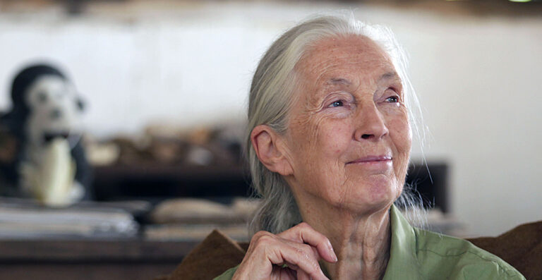 Jane Goodall s’en va. En Bretagne, sa Réserve de Vie Sauvage® lui survivra.  