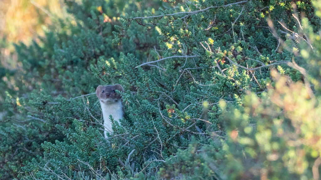 Quand Sarkozy offrait la belette aux chasseurs...