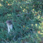 Quand Sarkozy offrait la belette aux chasseurs...