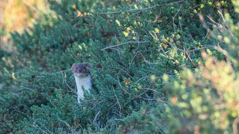 Quand Sarkozy offrait la belette aux chasseurs...