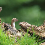 Le magazine "Goupil" n°163 de l'ASPAS est arrivé !