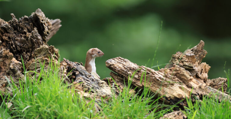 le magazine "goupil" n°163 de l'aspas est arrivé ! 17 Le magazine "Goupil" n°163 de l'ASPAS est arrivé !