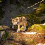 Les citoyens et le CNPN largement opposés au déclassement du loup en France !