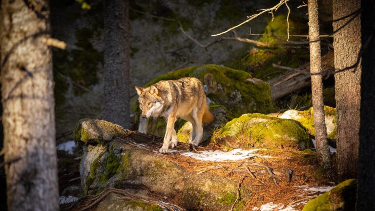 les citoyens et le cnpn largement opposés au déclassement du loup en france ! 19 Les citoyens et le CNPN largement opposés au déclassement du loup en France !