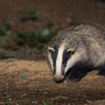 La carte de France 2025 du déterrage des blaireaux