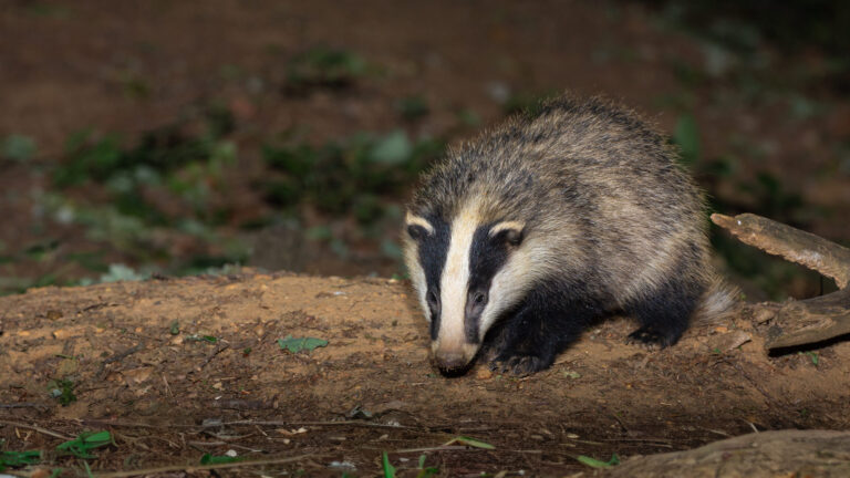 la carte de france 2025 du déterrage des blaireaux 7 La carte de France 2025 du déterrage des blaireaux