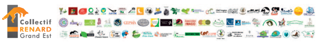 renard : 68 associations du grand est demandent son retrait de la liste des "esod" 1 Renard : 68 associations du Grand Est demandent son retrait de la liste des "ESOD"